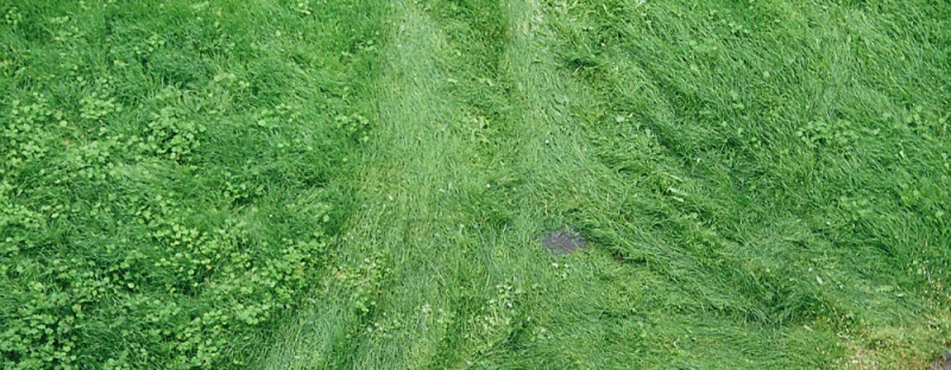 Grasfläche mit zwei parallelen, leicht gekrümmten Spuren, die zu einem Gullydeckel am Rand eines gepflasterten Wegs führen